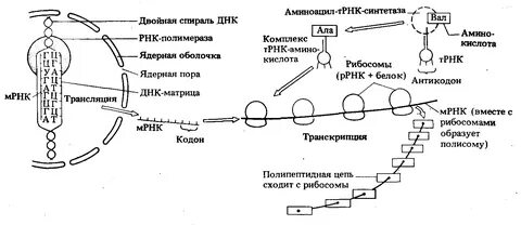 Трансляция рнк этапы