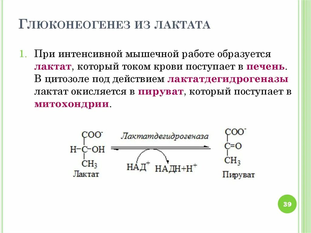 Образование Глюкозы из лактата реакции. Глюконеогенез из лактата пируват. Синтез Глюкозы из лактата реакции. Синтез Глюкозы из пирувата. Синтез глюконеогенеза