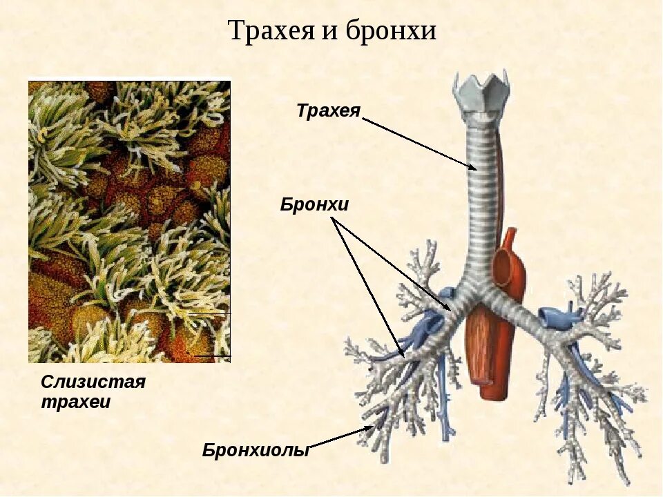 Функция трахеи у животных. Строение трахеи и бронхов. трахея бронхи бронхиолы. трахея анатомия. дыхательное горло трахея и бронхи.