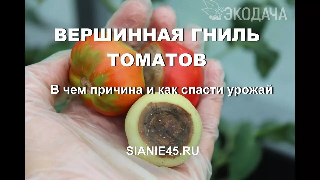Как вылечить вершинную гниль. Вершинная гниль на помидорах. от вершинной гнили на помидорах. причины вершинной гнили. верховая гниль на помидорах.