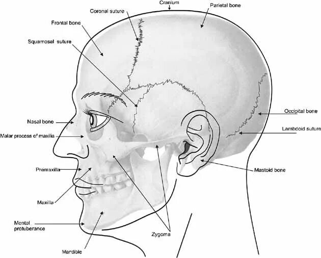 Parietal Region of the head. Human face Anatomy areas. Устройство forehead Retina System (FRS).