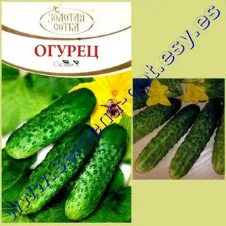 Семена огурец опт