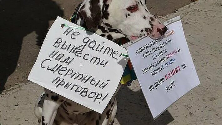 Против эвтаназии животных. Против эвтаназии бездомных животных.