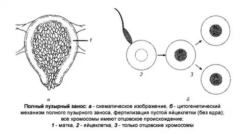 Оплодотворение капельной влагой