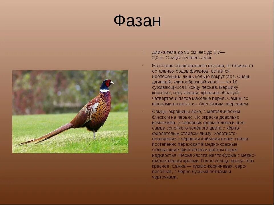 Фазан информация для детей. Фазан информация. Фазан информация. Фазан ареал обитания. Фазан описание.