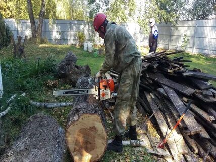 Вывоз деревьев с участка московская область
