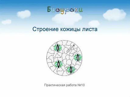 Строение кожицы листа лабораторная работа 6 класс