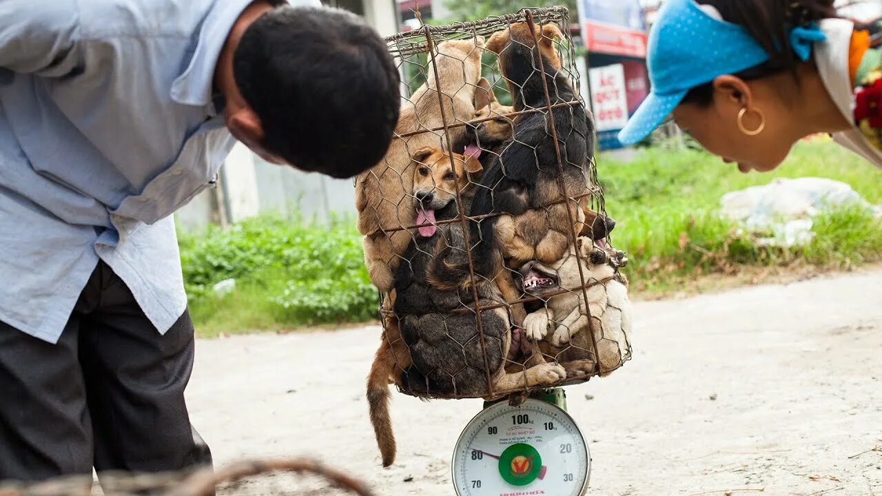 Где едят людей страна. Вьетнам собаки которых едят.
