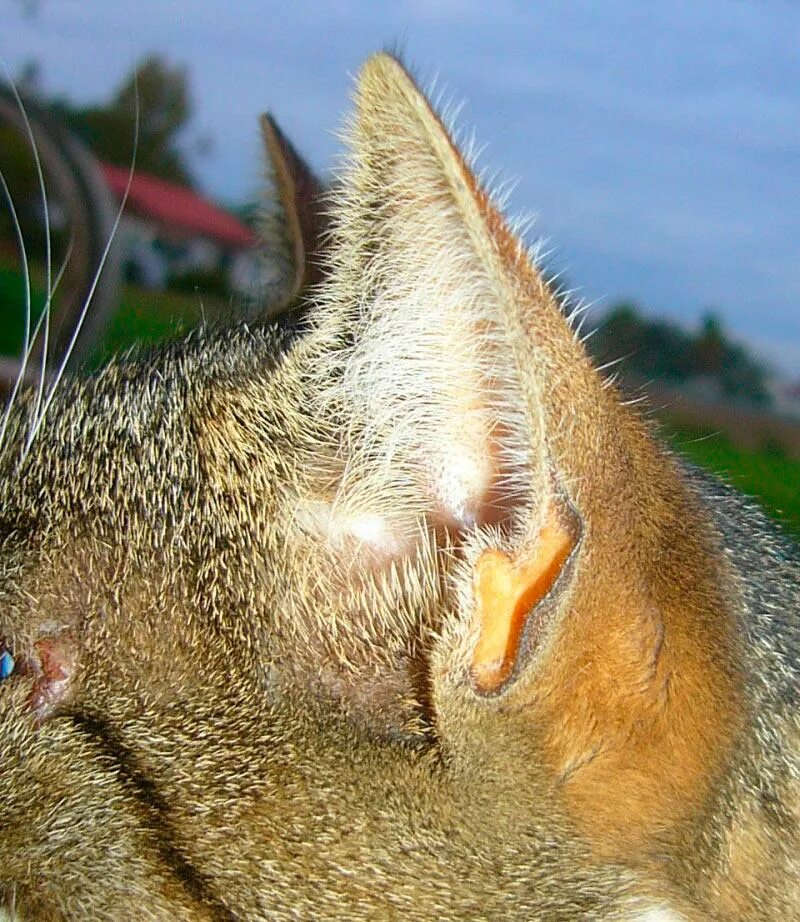 Уши котика. Ухи кота. Кошкины уши. Ушки зверей. Уши кота.