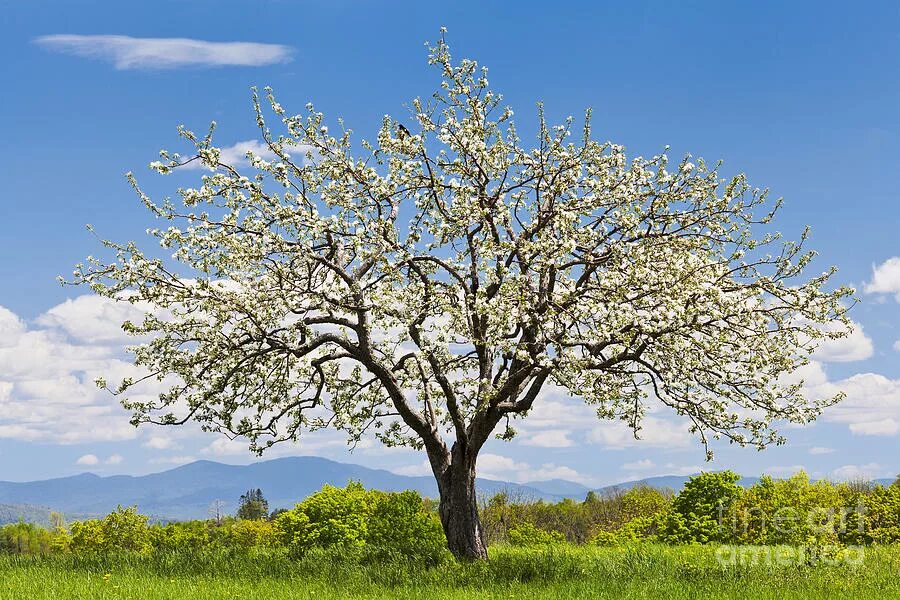 Trees in times