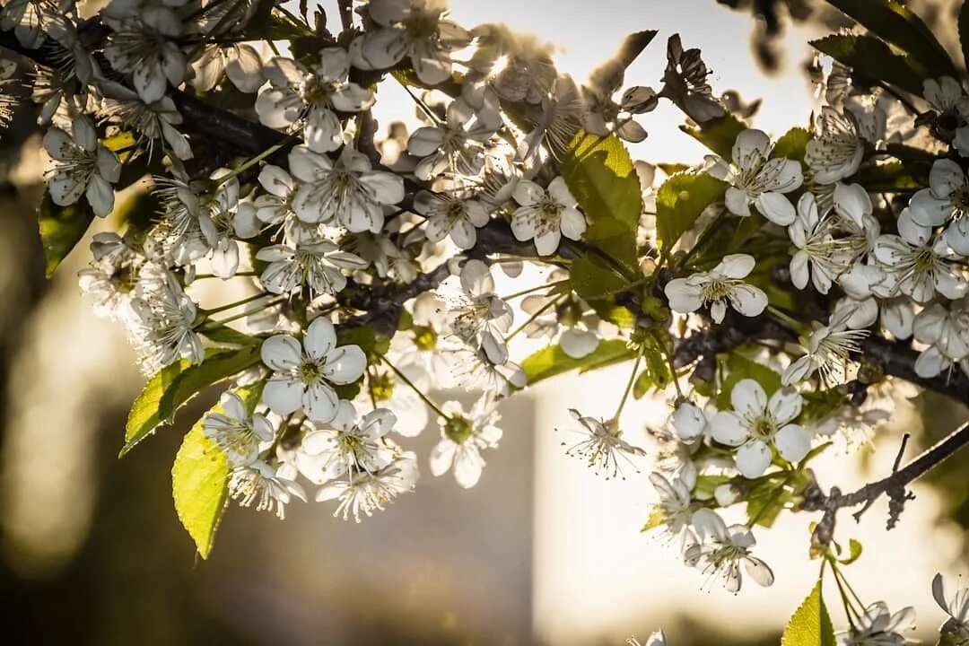 Ясная поляна яблони цветут. Яблоня зибольда freja. Расцветали яблони в саду бабкина. Яблоня в забайкалье. Фото картинки цветущая яблоня и война.