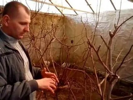 Посадка саженца инжира