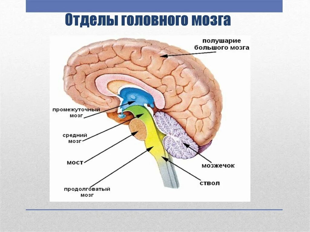 1 масса головного мозга. Отделы головного мозга продолговатый мозг. Отдел мозга продолговатый мозг расположение. Строение продолговатого отдела головного мозга. Продолговатый мозг строение.