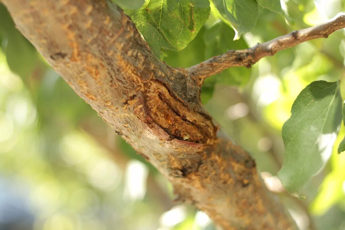 Цитоспороз коры яблони. Листовертка на груше. Вредители на листьях абрикосе. Яблоневый короед пилильщик. Вредители абрикос.