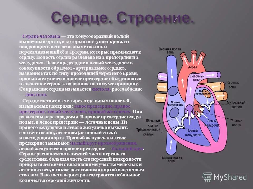 3 в правое предсердие впадает. Сосуды впадающие в левое предсердие. Камера сердца в которую впадают 4 легочные вены. Легочные вены в левом предсердии. Легочные вены впадают в левое предсердие.