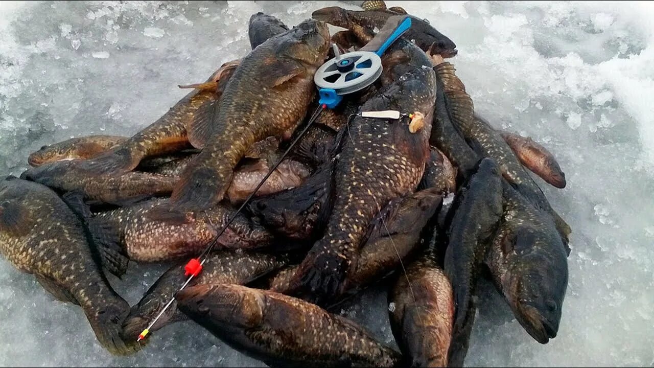 Ротан рыба. Ротан улов. Золотой ротан. Головешка-ротан. Ротан зимой.