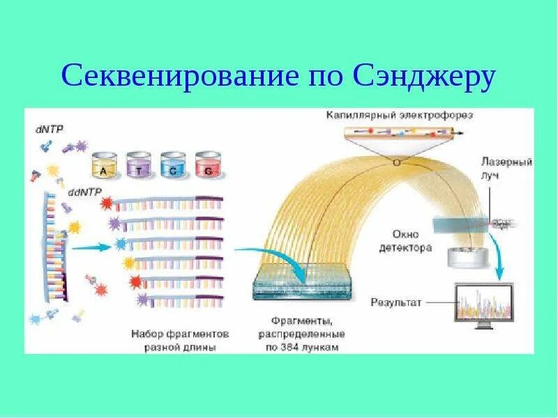 Секвенирование значение. Схема процесса секвенирования днк. секвенирование по сэнджеру. секвенирование схема. секвенирование электрофорез.