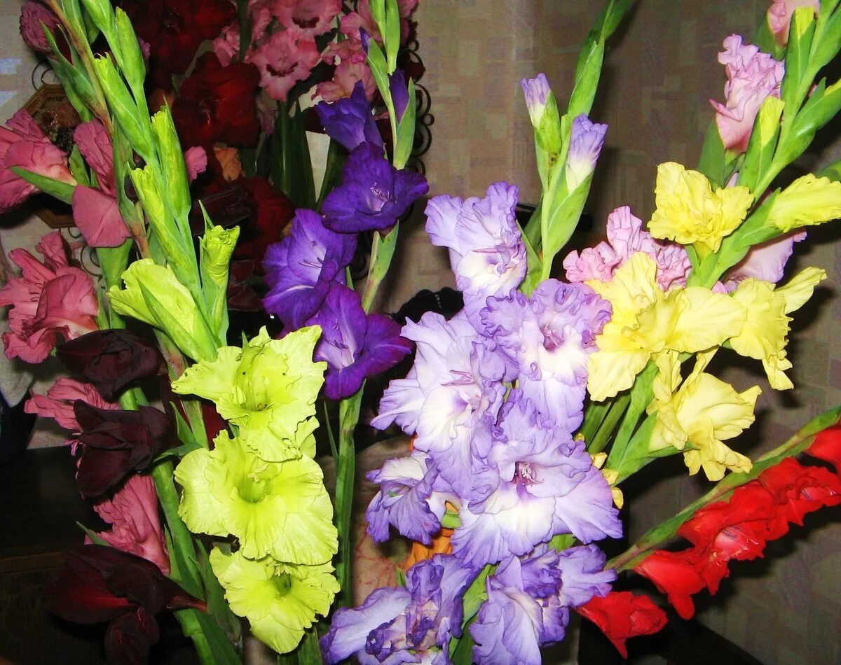 мелкоцветный гладиолус. китайские гладиолусы эльбира. букет на первое сентября с гладиолусами. цветы гладиолусы георгины. гладиолусы на первое сентября.