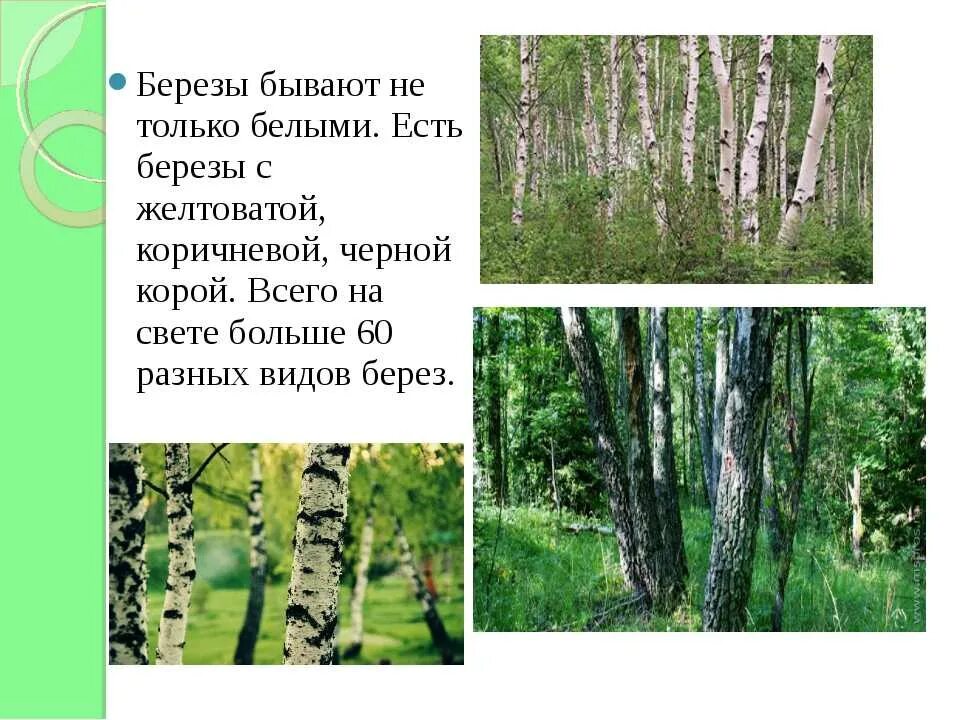 Какие березы растут в россии. Разновидности березы в России. Виды берез. Виды бере. Описание березы.