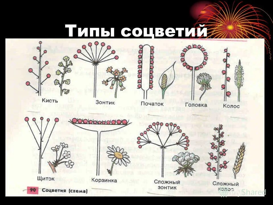 Тип соцветия разноцветных. Семейство розоцветные соцветие. Розоцветные соцветие и плод. Тип соцветия разноцветных. Семейство розоцветные формула цветка.