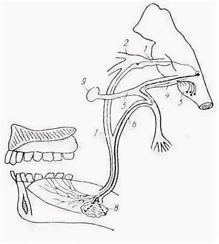 Слюноотделение нервная система. Слюноотделение зарисовка.