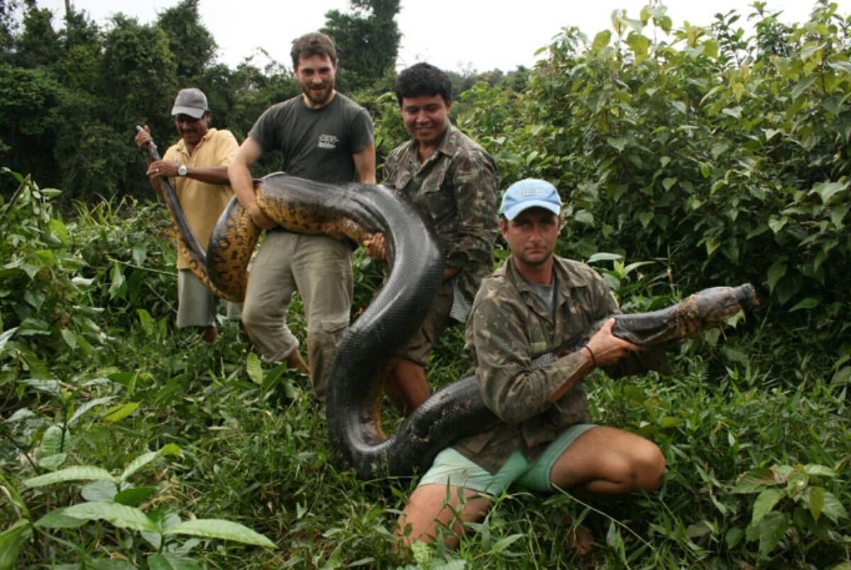 Анаконда змея. Змея Анаконда гигантская. Гигантская зеленая Анаконда. Самая большая змея в мире Анаконда.