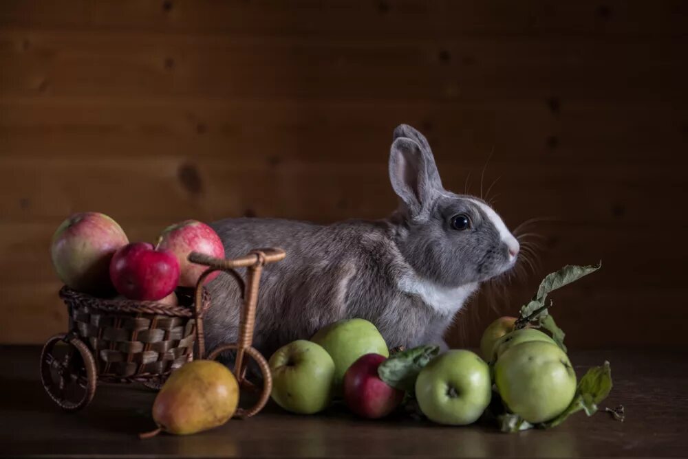 Можно кролику яблоко. Кролик с яблоками. Натюрморт с кроликом. Кролик ест яблоко. Натюрморт с крольченком.