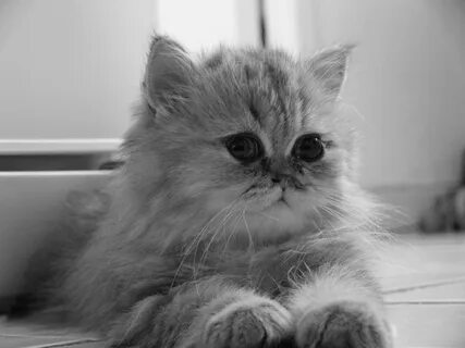 Клички пушистых кошек