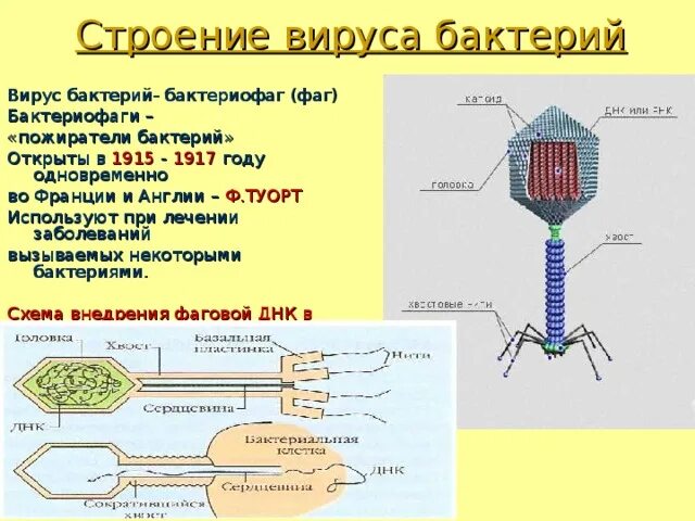 Строение вируса бактериофага. Бактериофаг вирус бактерий строение. Бактериофаги вирусы микроорганизмов строение. Бактериофаги- Пожиратели бактерий. Наследственный аппарат вируса формы жизни бактериофаги