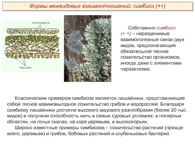 Что представляет собой лишайник симбиоз. Лишайники первопроходцы и индикаторы чистоты. Что представляет собой лишайник симбиоз. Что представляют собой лишайники. Что представляет собой лишайник симбиоз.
