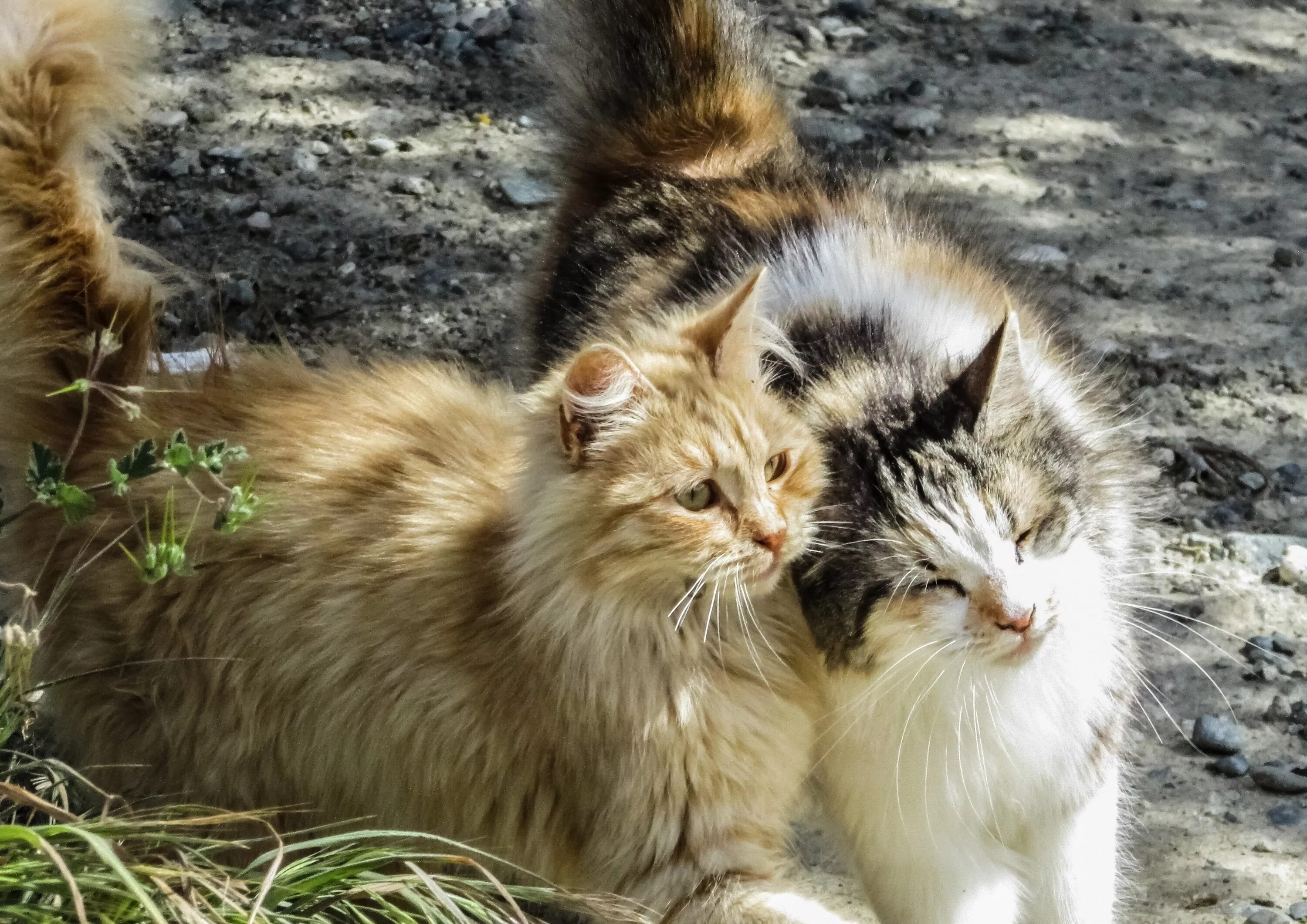 Кошки любовь. Кошка с котятами. Котики обнимаются. Пушистая кошка. Картинки с любящими котиками