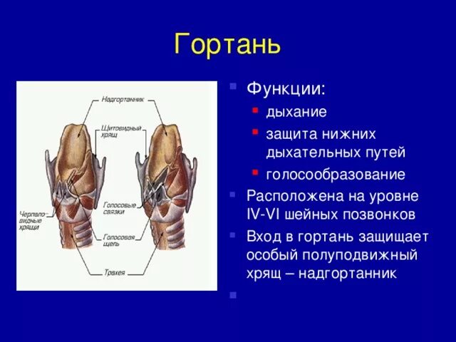 Гортань функции. Функции гортани анатомия. строение гортани биология 8 класс. строение гортани вид сзади рис 53. гортань орган голосообразования функции.
