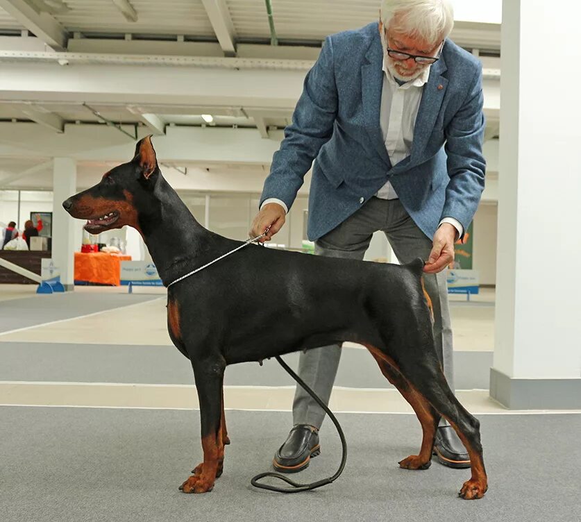 стандарт добермана ркф. доберман новый стандарт. доберман стандарт породы ркф. ркф доберман. доберман стандарт породы ркф.