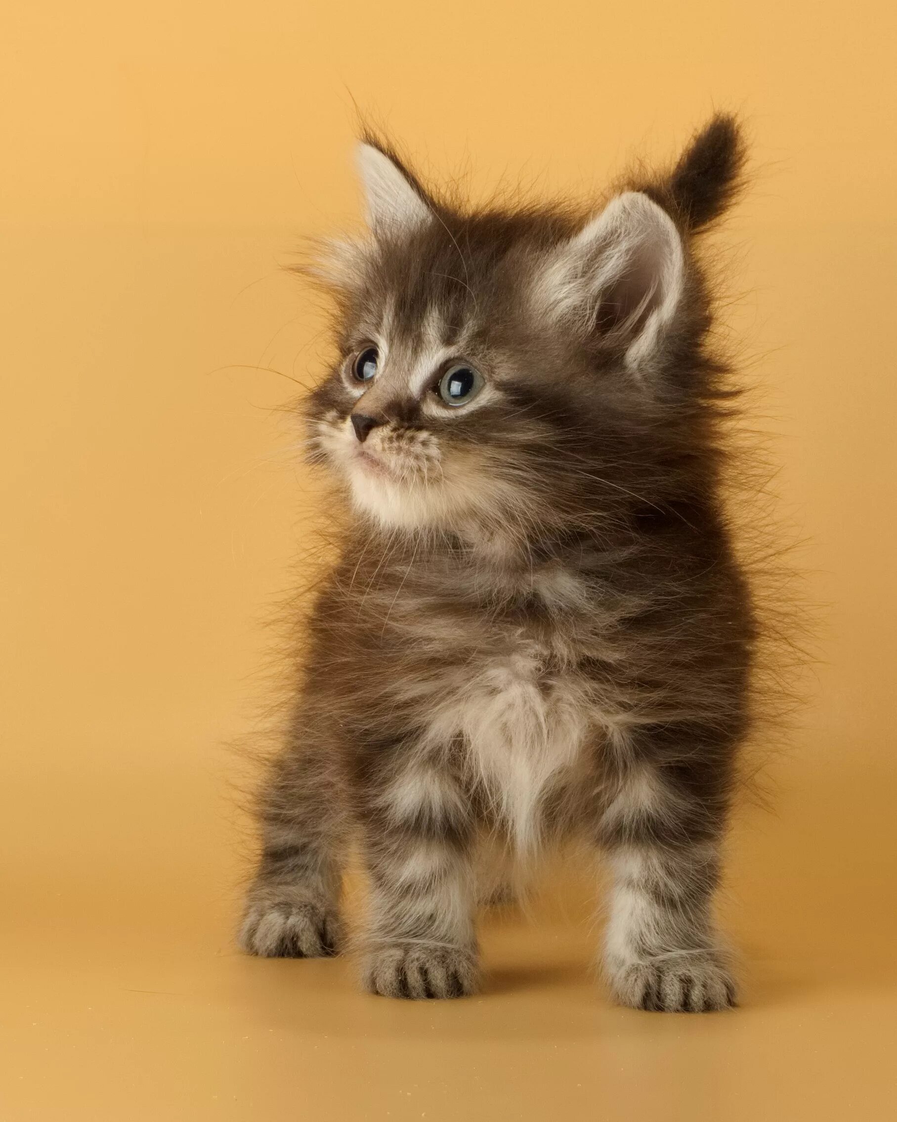 Как выглядит сибирский котенок. Как выглядит сибирский котенок. Сибирские котята. Как выглядит сибирский котенок. Как выглядит сибирский котенок.