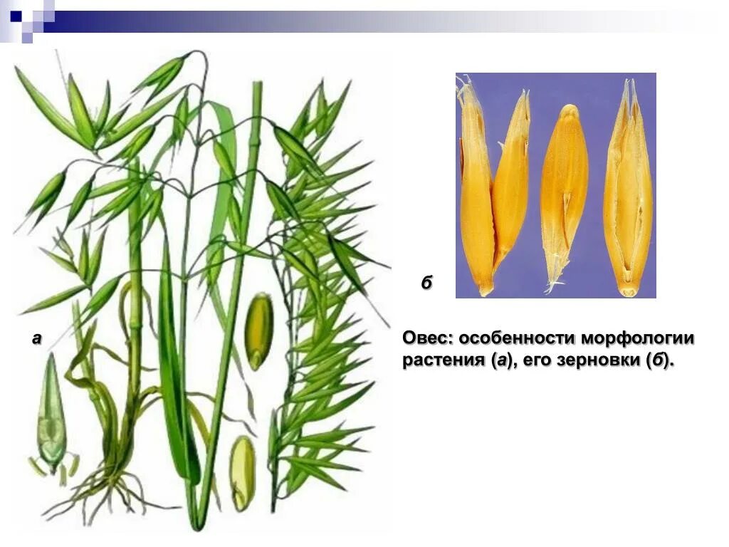 Овес посевной Зерновка. Овсюг овес пустой семена. Строение зерновки овса. Однодольное растение овёс. Строение цветка овес