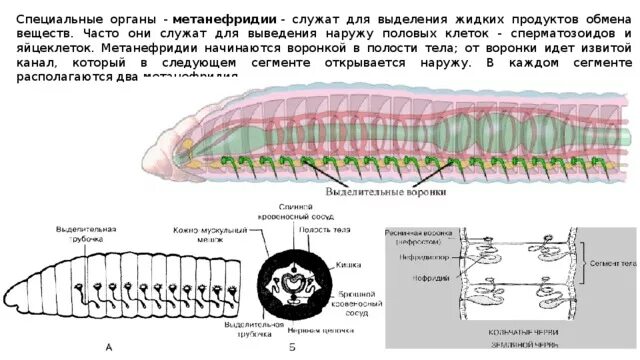 Тип кольчатые черви выделительная система. Метанефридии строение червей. метанефридии кольчатых червей червей. нефридии у кольчатых червей. метамифридий кольчатые черви.
