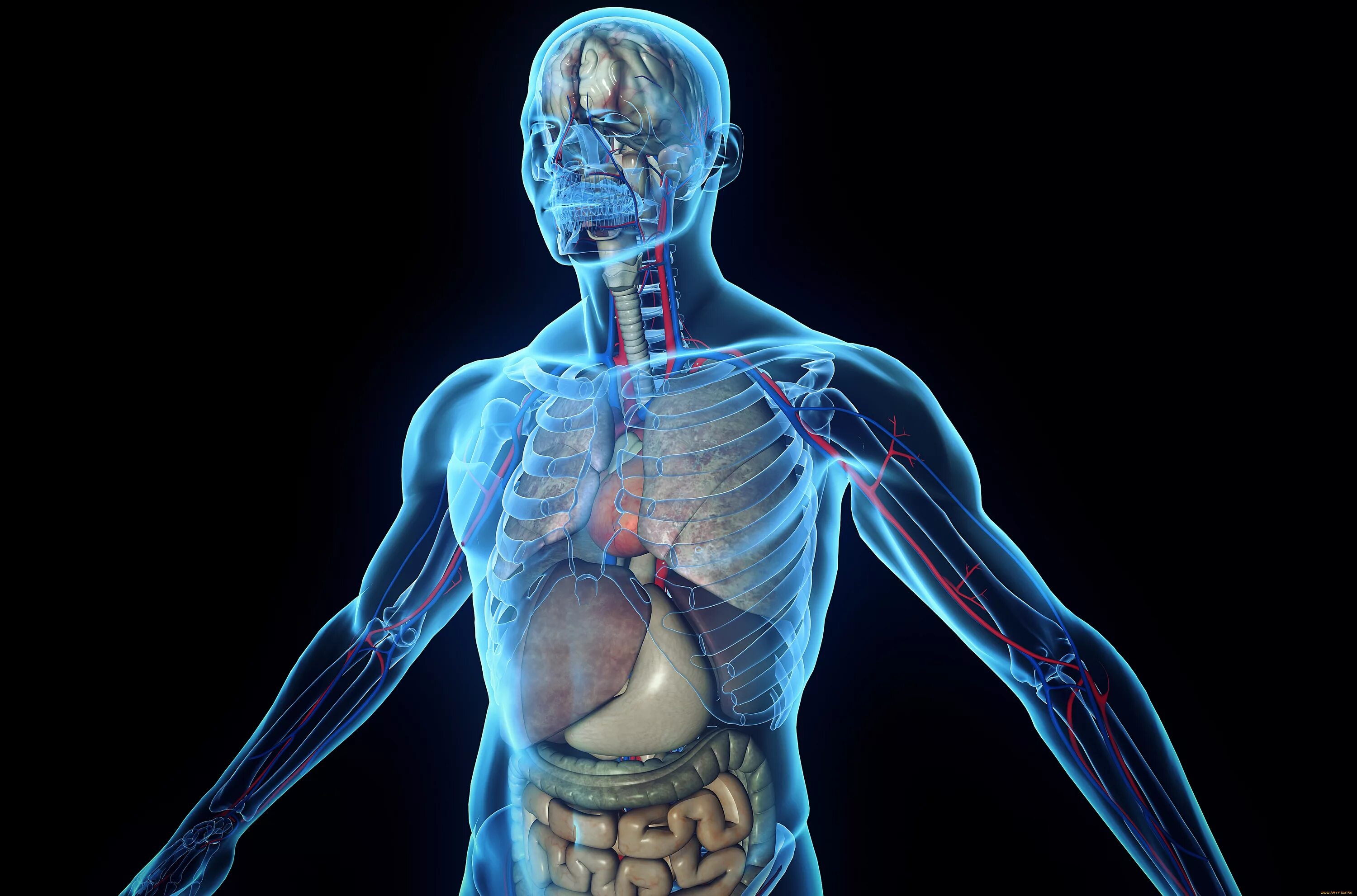 Human body internal organs. Stomach and lungs, kidneys and heart, brain and live