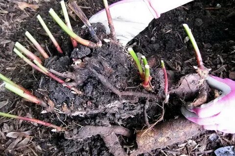 Как размножаются пионы семенами