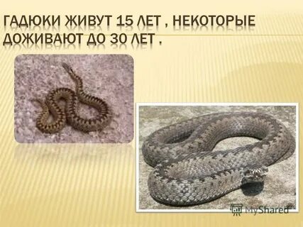 Карта гадюки