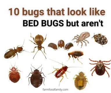 Get those bugs