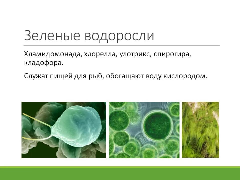 К зеленым растениям относятся. Санитарно-гигиенические функции зеленых насаждений. К зеленым растениям относятся. К зеленым растениям относятся. К зеленым растениям относятся.
