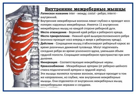 Невралгия мышц спины