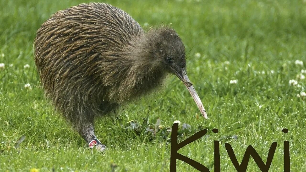Киви зеландия. Птица киви в новой Зеландии. Птица киви символ новой Зеландии. Новозеландия птица киви. Птица киви птенец.
