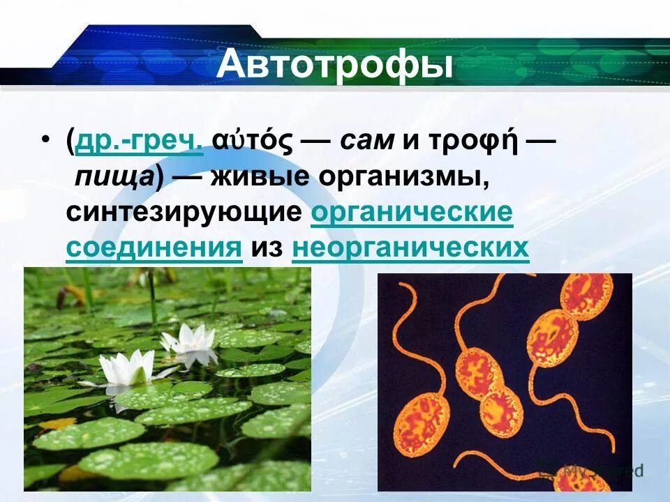 Морской еж автотроф или гетеротроф. Автотрофы. автотрофные организмы. организмы автотрофы. растения автотрофы.