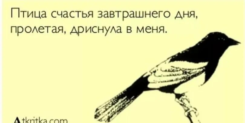 Песня выбери меня птица завтрашнего дня. Смешные цитаты про птиц. смешные фразы про птиц. птица счастья прикол. птица счастья завтрашнего дня.