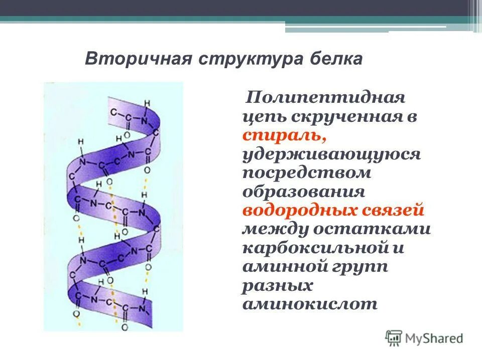 Белки сложные соединения