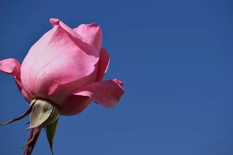 Rose skies