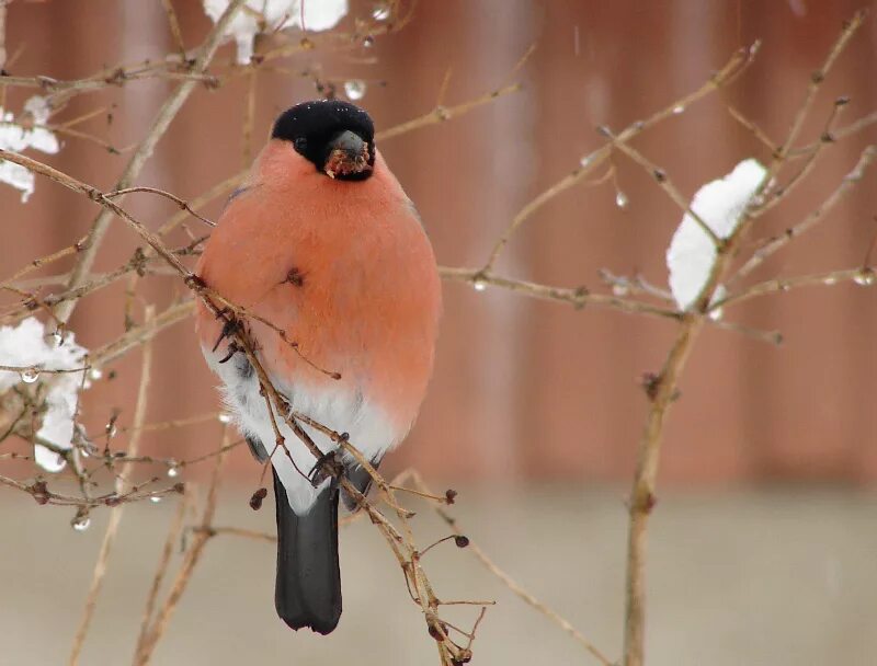 стая снегирей. снегири на ветке. снегирь. птица похожая на снегиря но не снегирь. снегирь под окном.