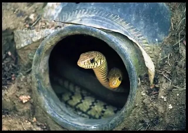 Змея в норе. Подземные змеи.