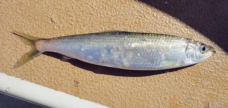 чешуя селедки. сельдь описание рыбы. рыба с мелкой серебристой чешуей. рекс 15 чешуя титан. рыбья чешуйка.